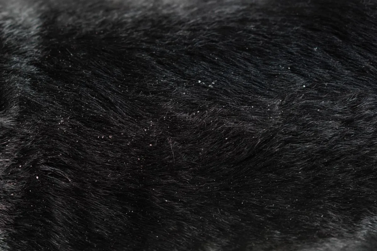 Nahaufnahme Hundehaar mit Schuppen Hundehaar mit Schuppen
