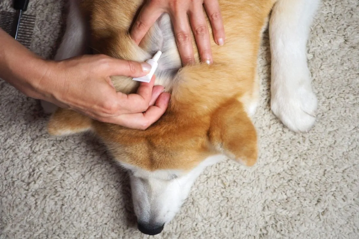 Hundehalter führt Parasitenvorsorge beim Hund durch Parasitenvorsorge beim Hund