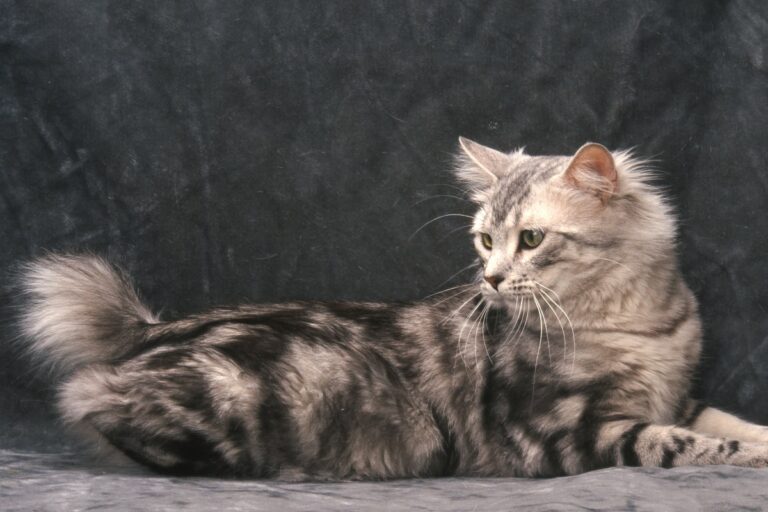 American Bobtail Katze