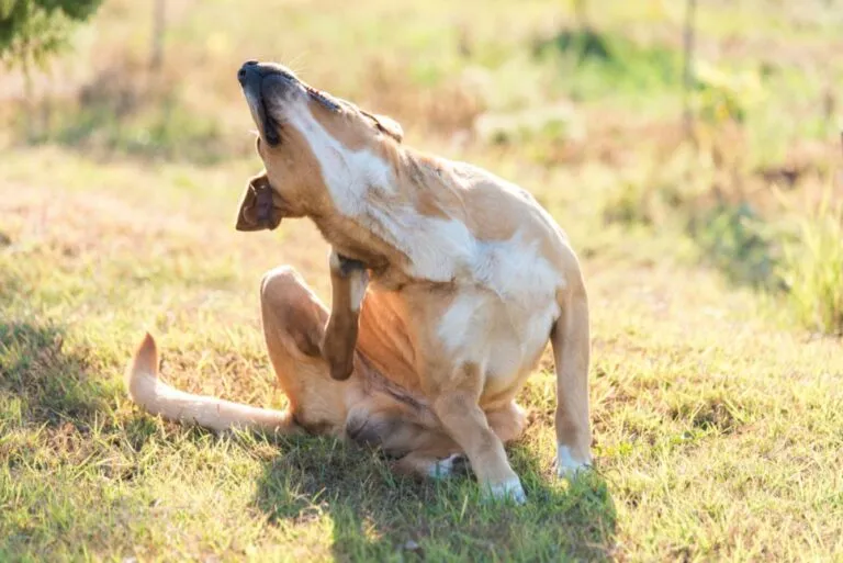 Labrador dog scratching in the garden Hund kratzt sich