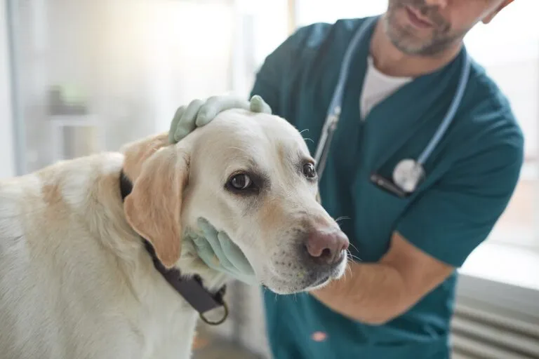 Ein Hund wird beim Tierarzt untersucht. Hund beim Tierarzt