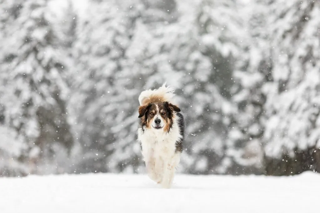 Ein English Shepherd läuft durch den Schnee