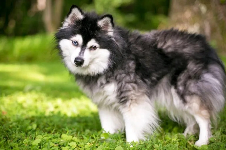 Alaskan Klee Kai im Gras