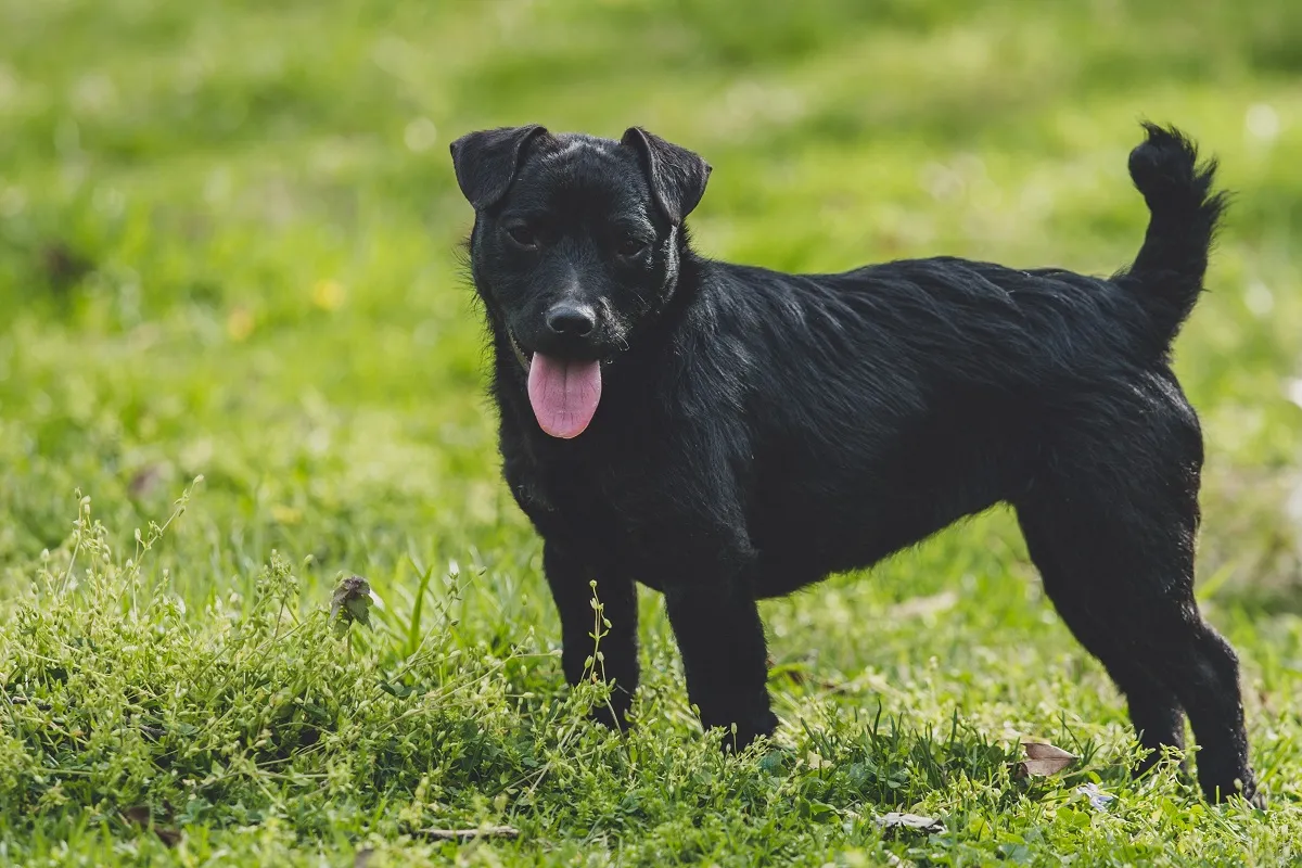 Patterdale Terrier