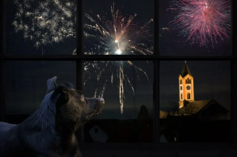 Hund beobachtet Feuerwerk an Silvester Hund beobachtet Feuerwerk an Silvester