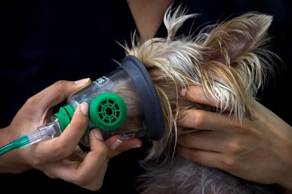 Atemnot bei Hund mit Lungenw&uuml;rmern