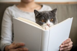 Die schönsten Katzensprüche und Zitate über Katzen