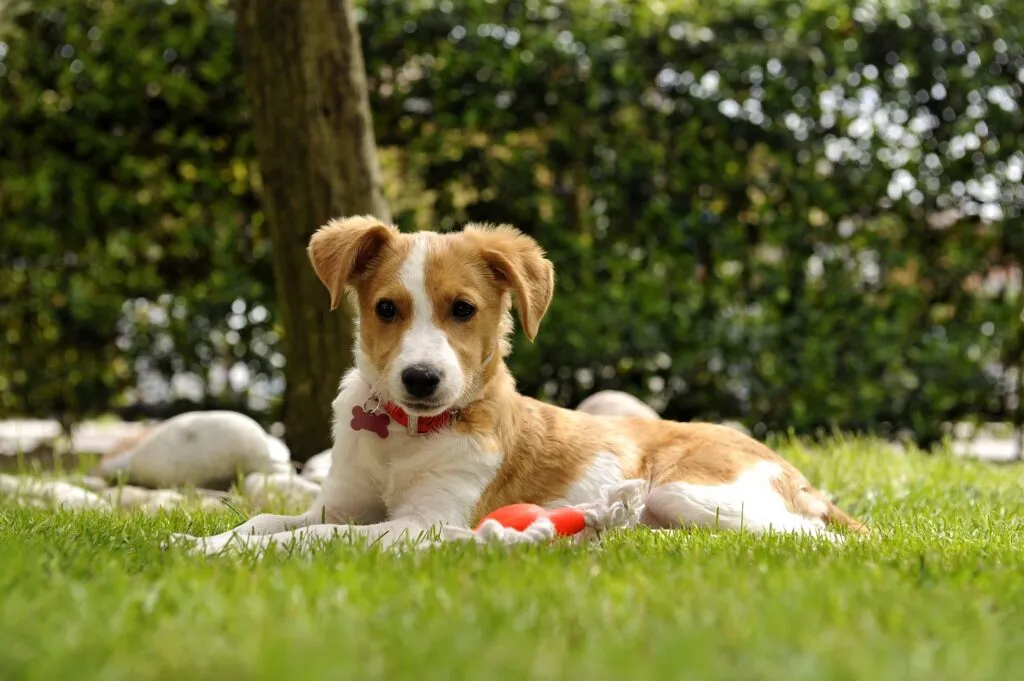 weibliche Hundenamen f&uuml;r H&uuml;ndinnen finden