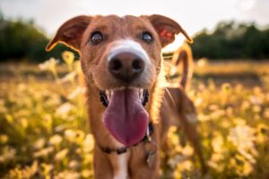 Weibliche Hundenamen: Die schönsten Ideen für Ihre Hündin