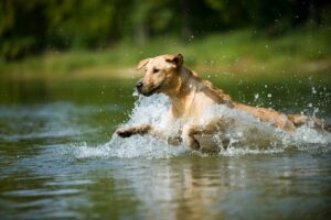 Wasserrute beim Hund: Ursache, Symptome & Behandlung