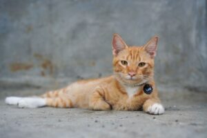 Männliche Katzennamen: 100 Möglichkeiten, Ihren Kater zu taufen