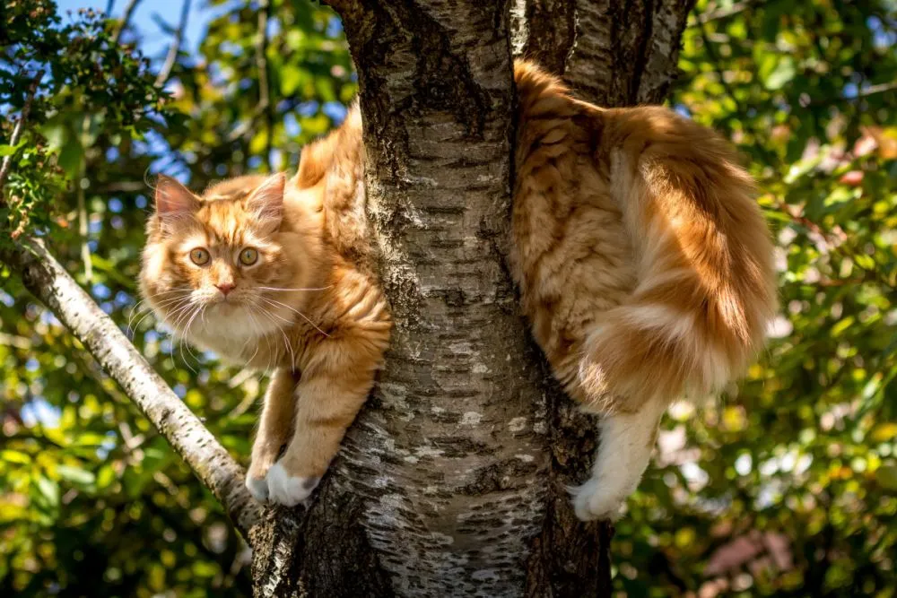 Lustige m&auml;nnliche Katzennamen