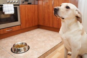 Sodbrennen beim Hund: Was hilft?