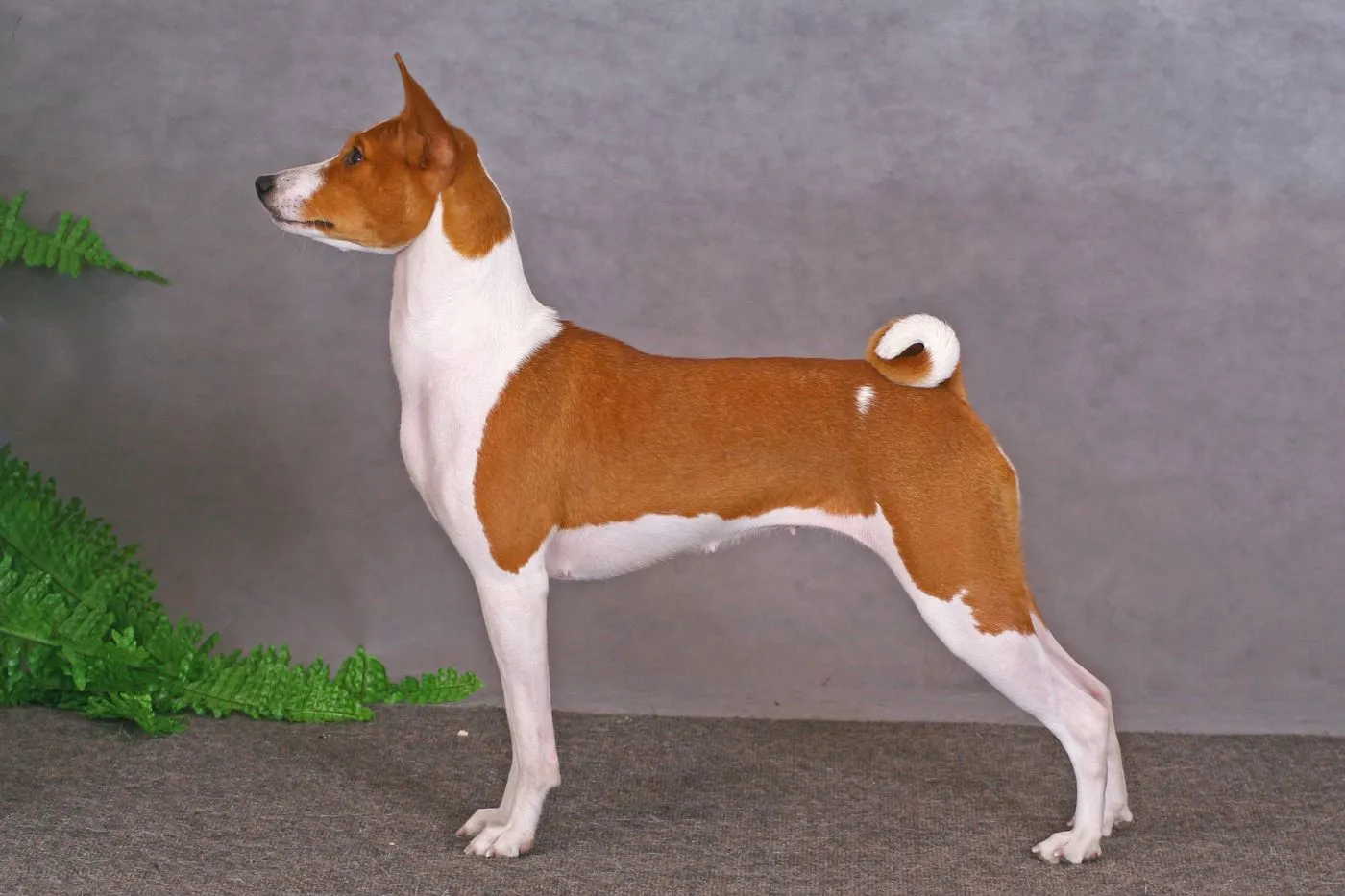 Basenji dog staying