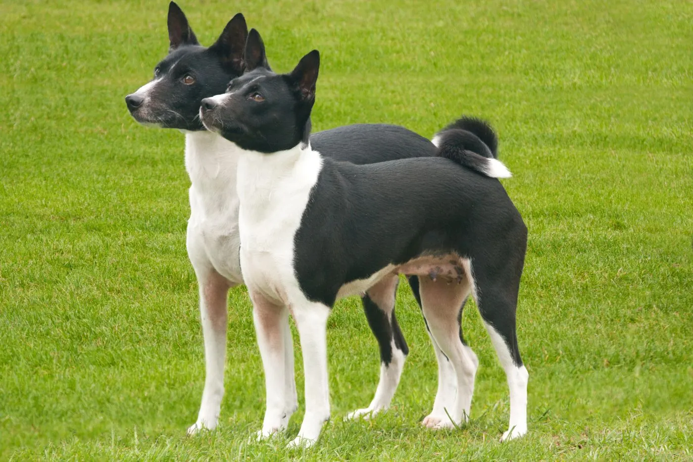 Eager black and white Basenjis