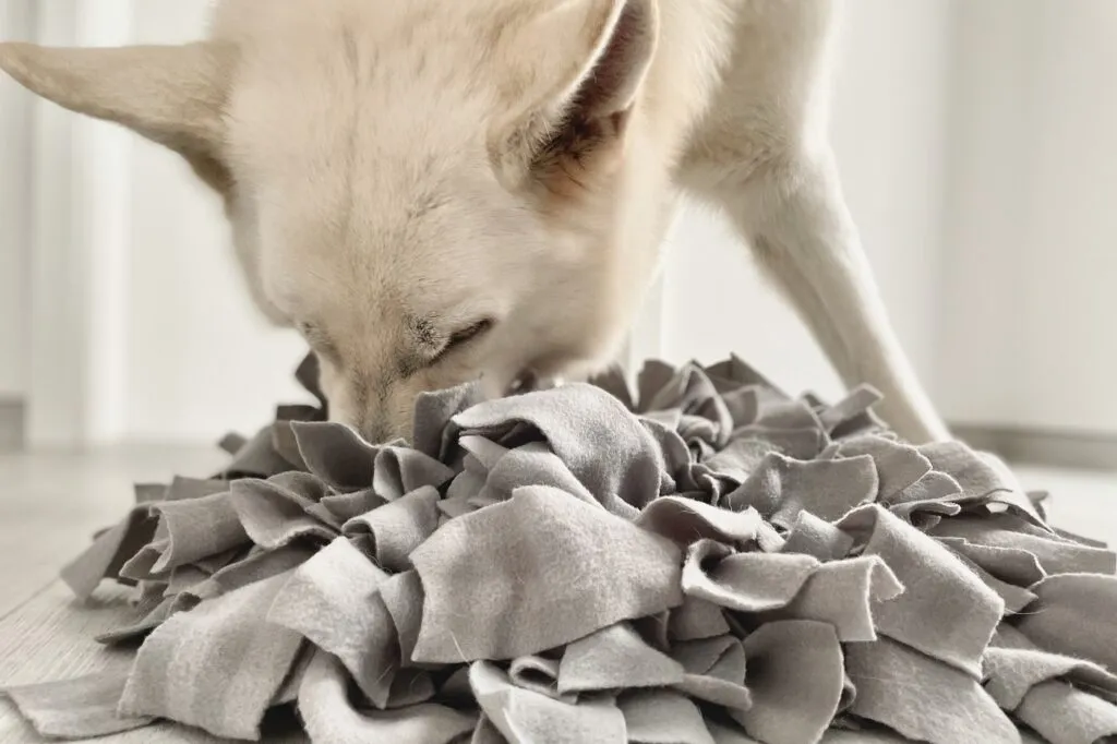 Schn&uuml;ffelteppich selber machen