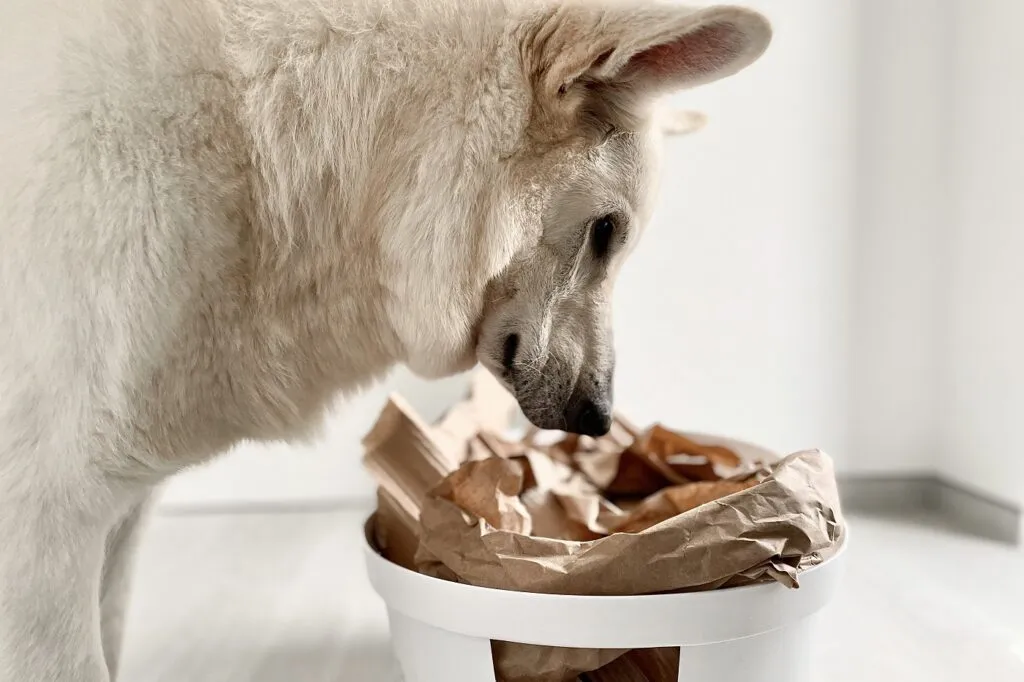 Intelligenzspiele f&uuml;r Hunde