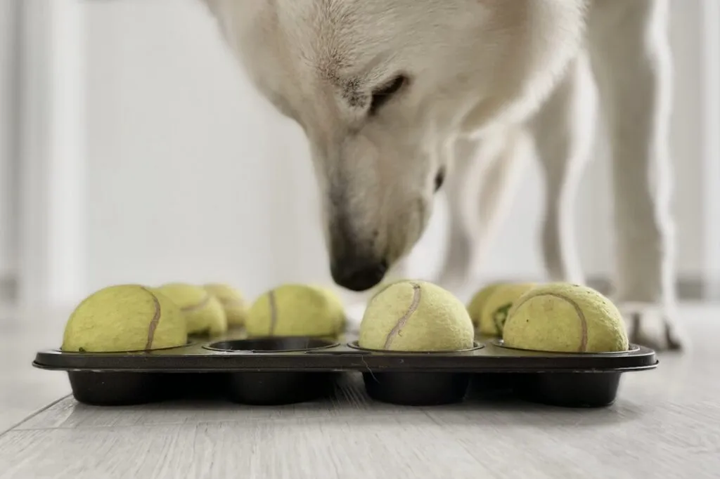 DIY Intelligenzspiel f&uuml;r Hunde mit Muffinform und B&auml;llen