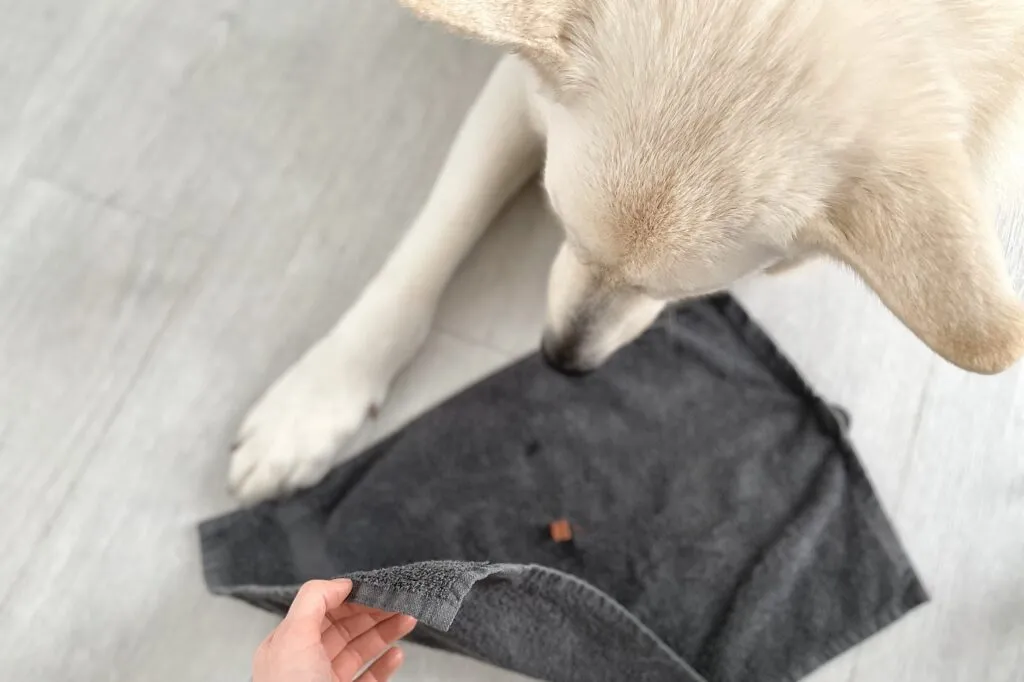 Hunde-Denkspiel mit Handtuch