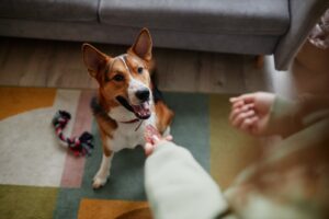 Intelligenzspiele für Hunde: 7 einfache Ideen