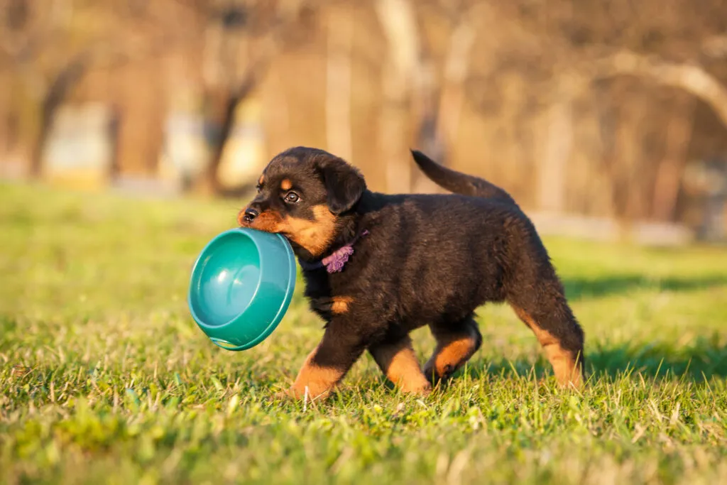 welpen wachstum energiezufuhr